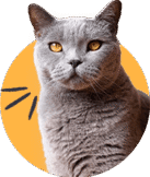 Shapemew