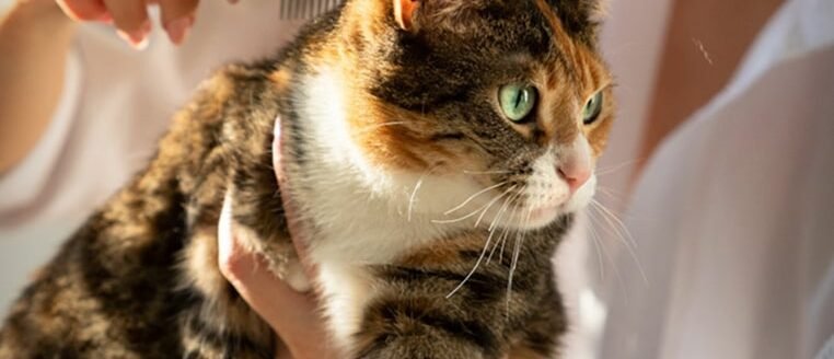 img-postgrid4